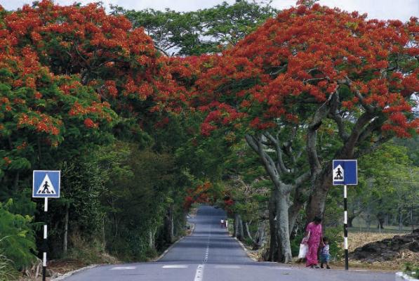 Flamboyants Avenue